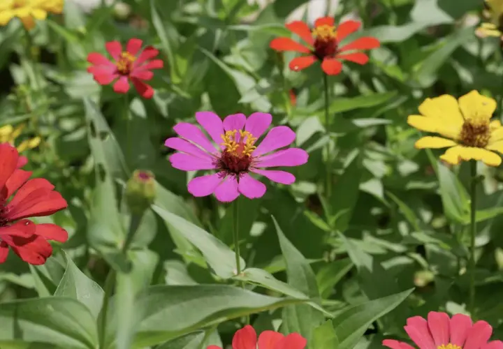 Bunte Zinnien blühen im Garten. Ein idealer zinnien standort ist sonnig und geschützt.