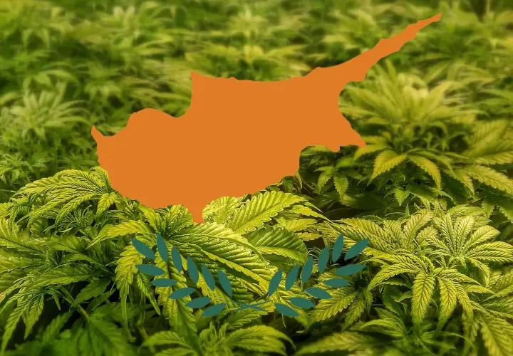 Marihuana na Cyprze: Legalna? Surowe prawo i CBD - poznaj fakty