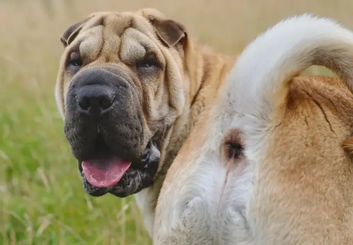 Mi perro tiene el ano irritado. ¿Qué le puedo poner? Un Shar Pei con la cola enroscada y el ano visible.