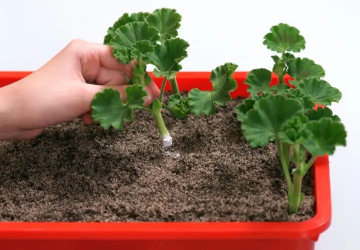 Dłoń sadzi ukorzenioną sadzonkę pelargonii do ziemi. Prosty sposób, jak zrobić sadzonki pelargonii.