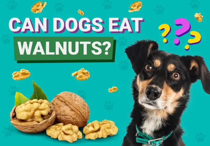 A curious dog looks at walnuts, wondering, "Can dogs eat walnuts?" The image features whole and shelled walnuts scattered around.