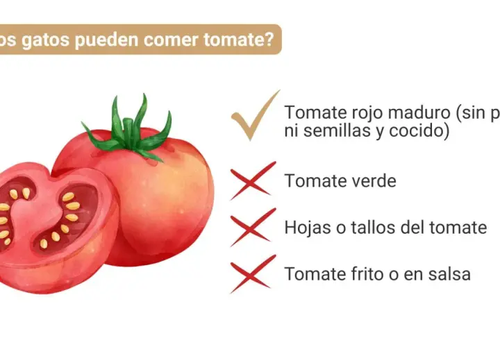 ¿Los gatos pueden comer tomate? Sí, tomate rojo maduro sin piel, semillas y cocido. Evita tomate verde, hojas, tallos y frito.