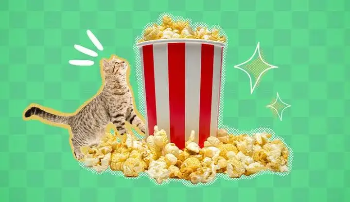Czy kot może jeść popcorn? Weterynarz ostrzega!