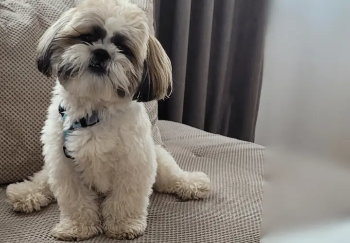 Shih tzu: czy ten pies będzie odpowiedni dla Twojej rodziny? Kompendium