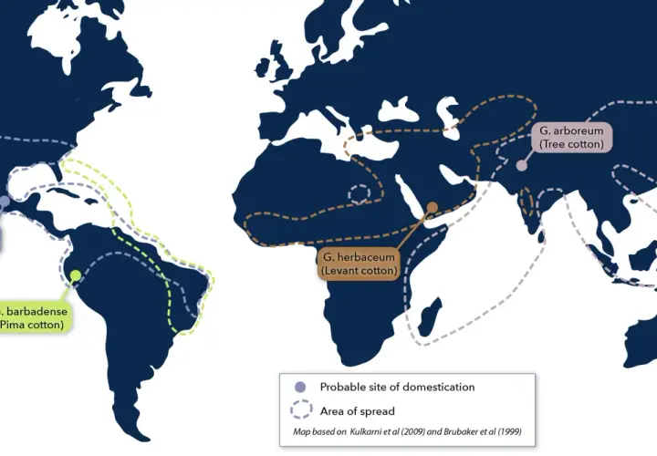 Map showing probable domestication sites and spread areas for different cotton species. G. hirsutum and G. barbadense are native to the Americas, while G. herbaceum and G. arboreum are native to Africa and Asia.