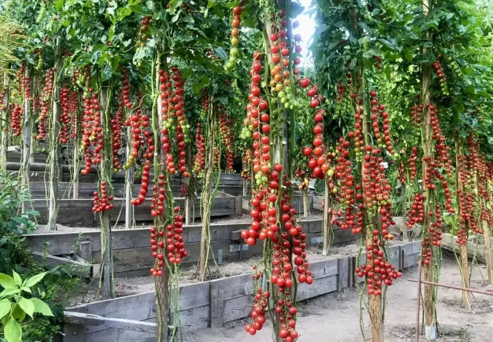 Tomatplantor med klasar av mogna röda körsbärstomater som hänger ner. Bilderna visar hur friska tomater ser ut, utan sjukdomar.