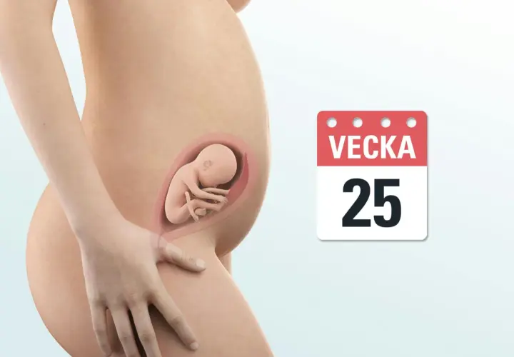 Gravid mage med foster i vecka 25. En kalenderikon visar "VEСKA 25".