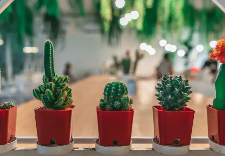 Cinq cactus en pots rouges, dont une bouture cactus orange vif, alignés sur une étagère blanche.