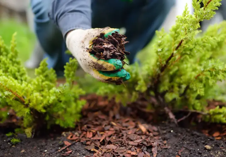 Gartenarbeit: Eine Hand mit Handschuh hält Rindenmulch für das Mulchen mit Stroh um eine kleine grüne Pflanze.