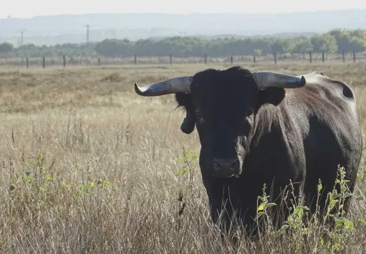 Toro negro con cuernos imponentes en un campo seco, símbolo de la ganadería más antigua de España.