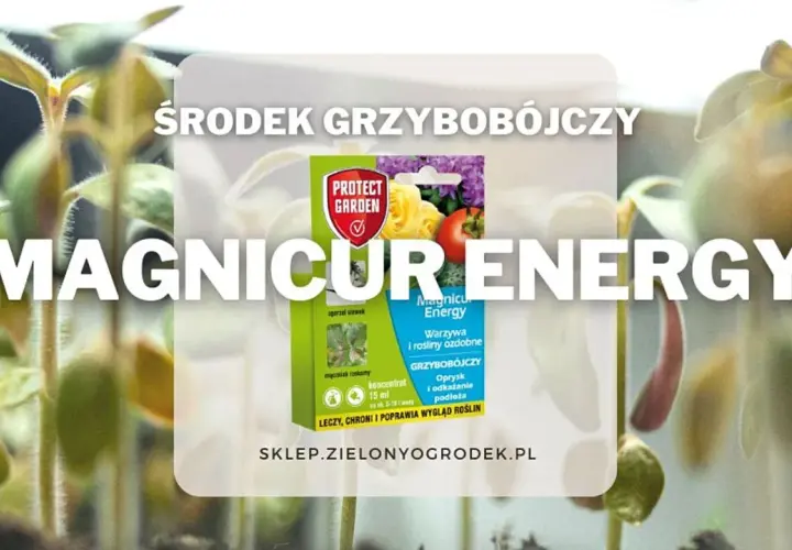 Środek grzybobójczy Magnicur Energy chroni młode rośliny. Opakowanie produktu na tle sadzonek.