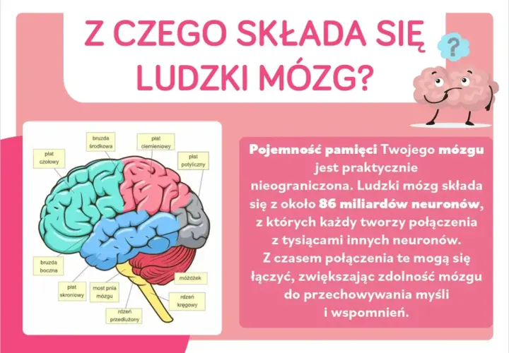 Schemat budowy neuronu w ludzkim mózgu, pokazujący jego płaty i połączenia.