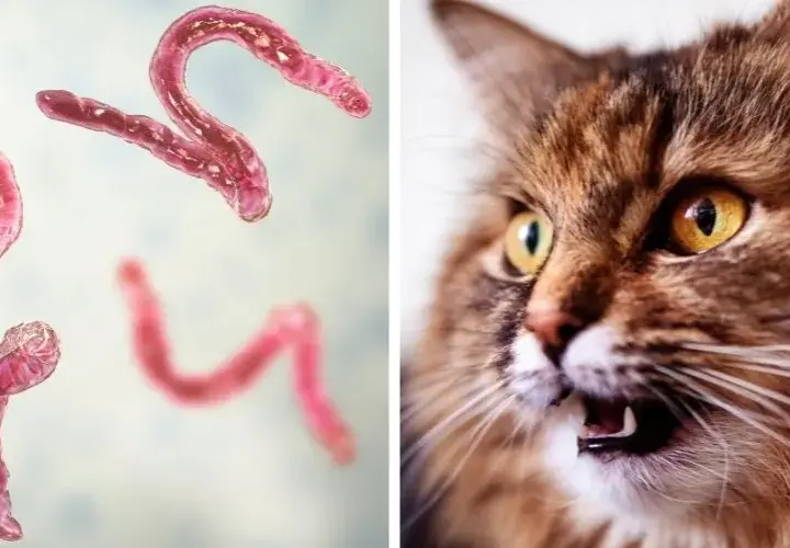 Würmer bei Katzen: Symptome erkennen und rechtzeitig handeln