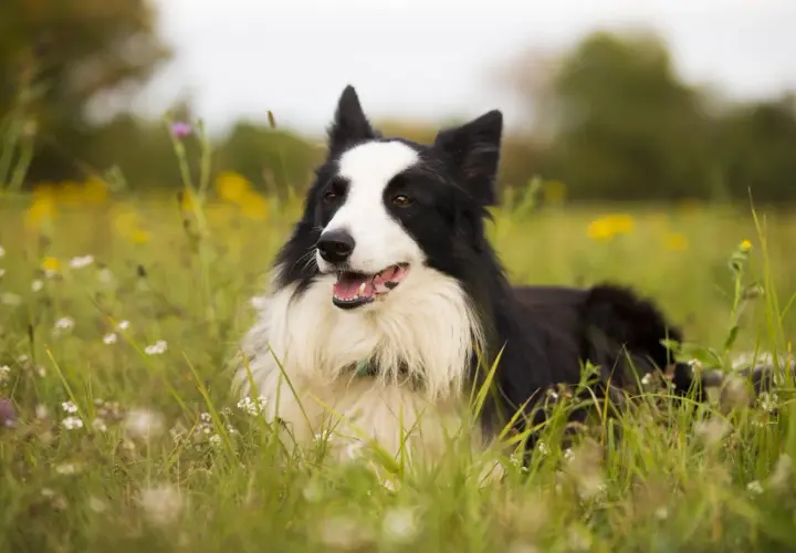 Inteligentny border collie leży w trawie, otoczony polnymi kwiatami. Jego czarno-białe futro i bystre oczy doskonale oddają, jak wygląda border collie.