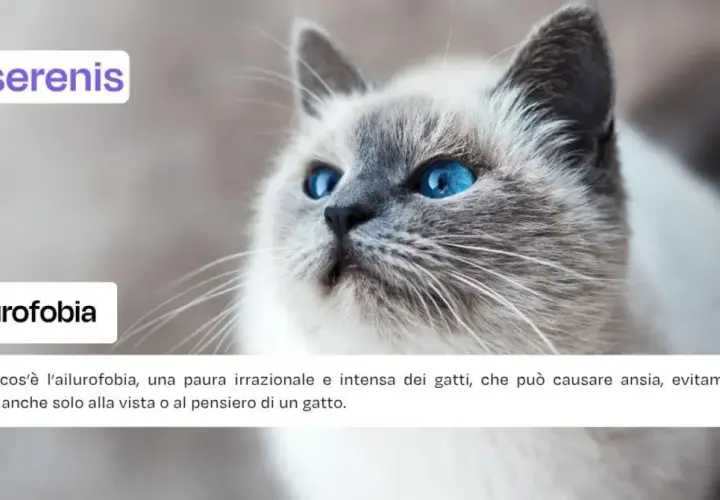 Un gatto dagli occhi blu intenso, con il testo "Ailurofobia" e la descrizione di questa paura dei gatti.