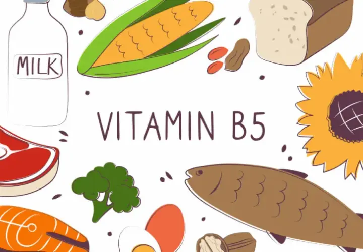 Wichtige Informationen über Vitamin B5: Funktionen, Quellen und Vorteile