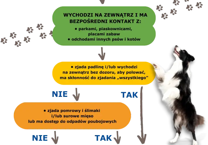 Jak często odrobaczać psa? Kluczowe zasady, by uniknąć problemów zdrowotnych