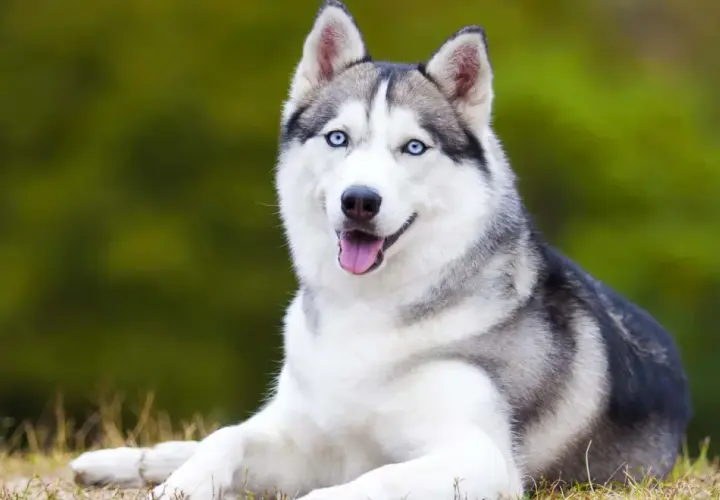 Jak wygląda husky? Poznaj charakterystyczne cechy i kolory tej pięknej rasy