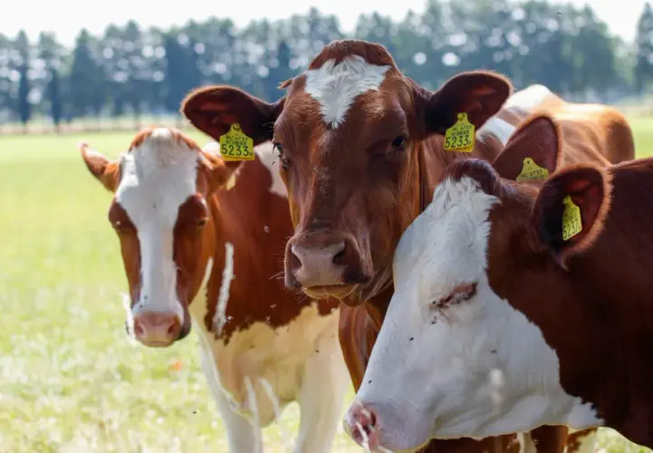 Tre mucche marroni e bianche in un prato verde, sembrano sognare. Hanno etichette gialle con numeri.