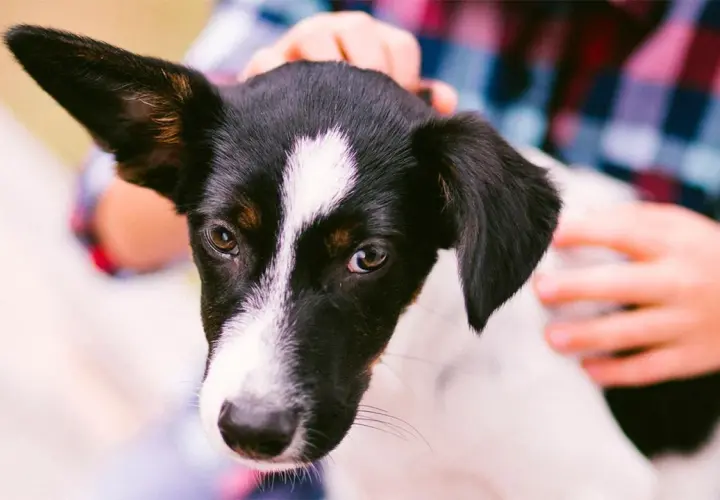 Un tierno perro sin raza, con manchas negras y blancas, mira atentamente mientras una mano le acaricia la cabeza.