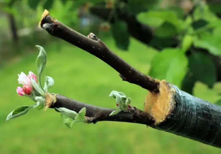 Ein junger Kirschbaum, gerade gepflanzt, zeigt erste zarte Blüten und Blätter.