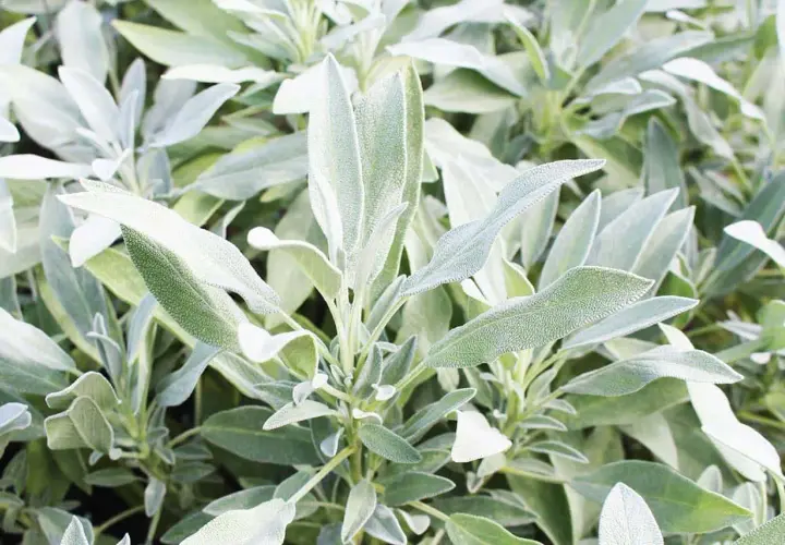 Foglie di salvia, nota per le sue proprietà benefiche.