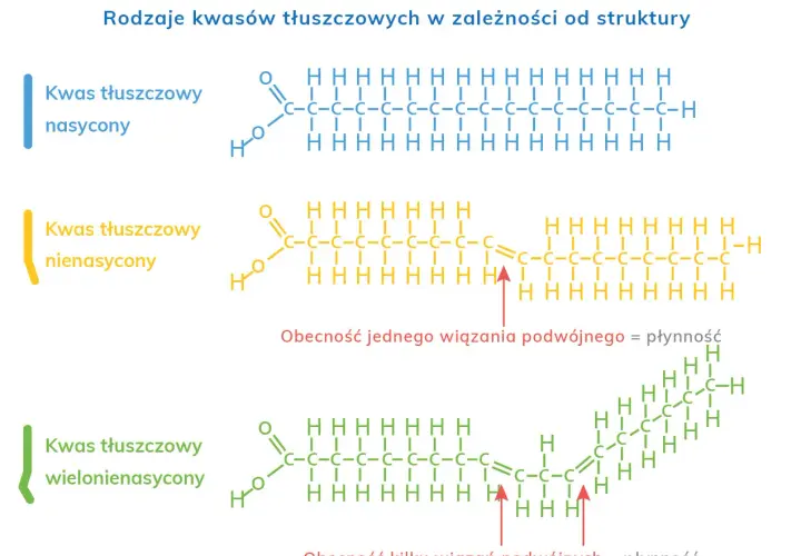 Struktura kwasów tłuszczowych: nasycony (bez podwójnych wiązań), nienasycony (jedno podwójne wiązanie) i wielonienasycony (kilka podwójnych wiązań).