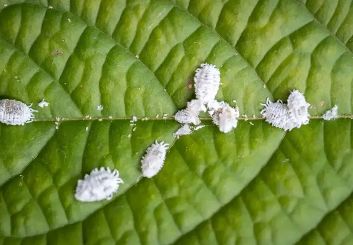 Petites cochenilles cotonneuses, certaines produisant du miellat, se déplacent sur une feuille verte.
