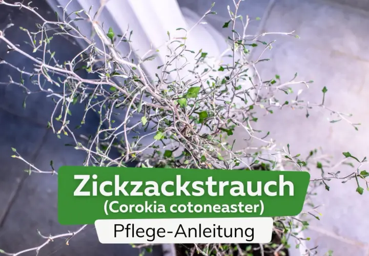 Ein Zickzackstrauch (Corokia cotoneaster) mit detaillierter Pflege-Anleitung.