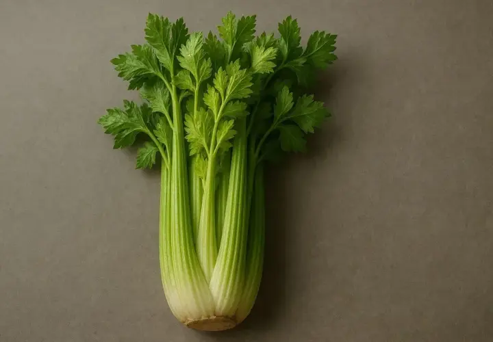 Pęczek świeżego selera na szarym tle. Czy pies może jeść seler? Tak, ale w umiarkowanych ilościach.