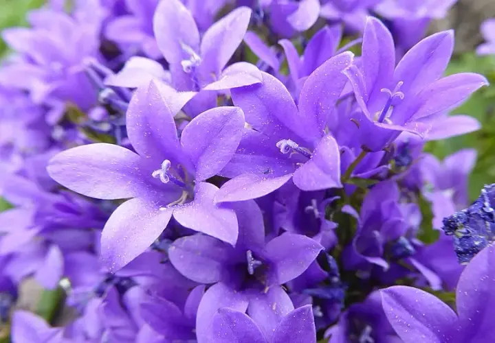  Campanula dzwoneczki doniczkowe - piękne fioletowe kwiaty do ogrodu