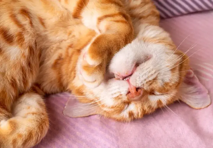 Eine orange getigerte Katze schläft tief und fest, die Pfote vor dem Gesicht. Man kann fast hören, wie die Katze schnarcht.