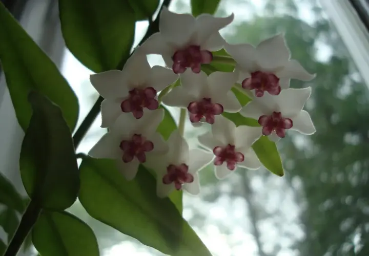 En klase vita hoya blommor med mörklila mitt. Bladen är gröna och frodiga.