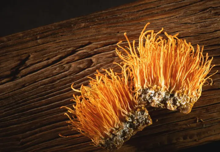Due funghi cordyceps arancioni su legno scuro. Informarsi sui cordyceps controindicazioni prima dell'uso.