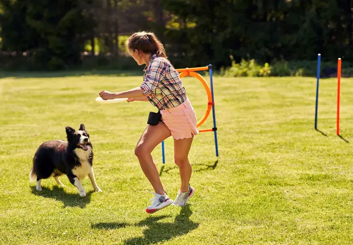 Ein Border Collie trainiert für Degility. Die junge Frau wirft eine Frisbee, während der Hund aufmerksam wartet.