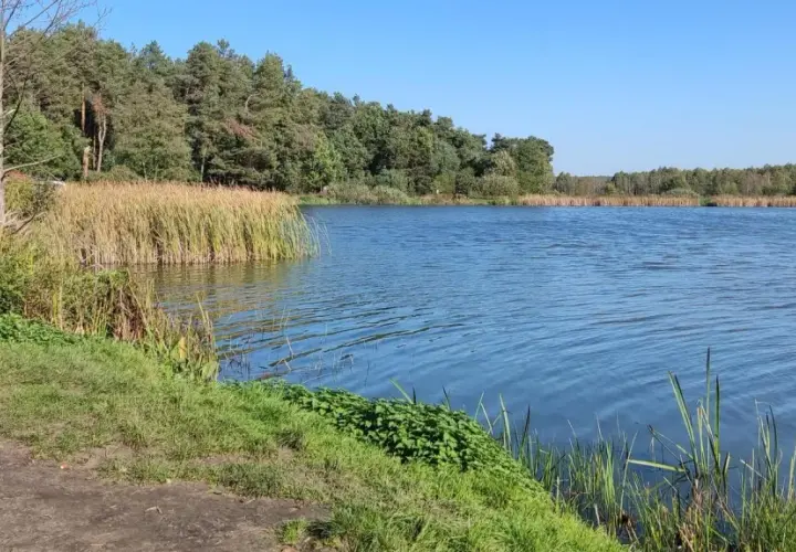 Spokojna tafla wody w Kozłowieckim Parku Krajobrazowym, otoczona trzcinami i lasem.