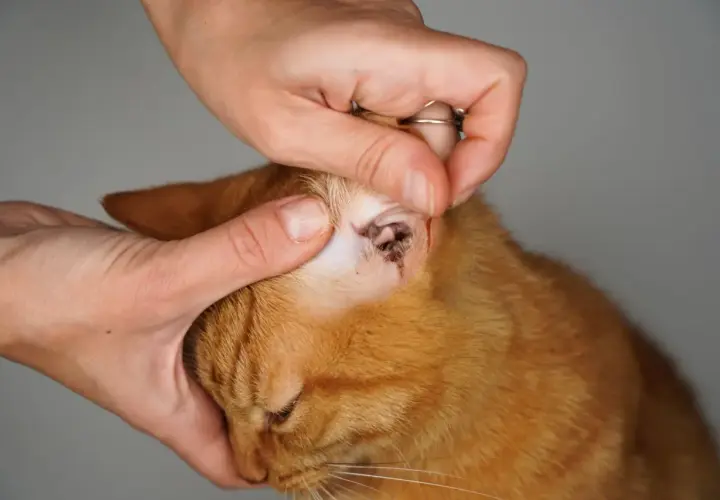 Eine Hand untersucht das Ohr einer orangefarbenen Katze, die sich am Ohr kratzt.