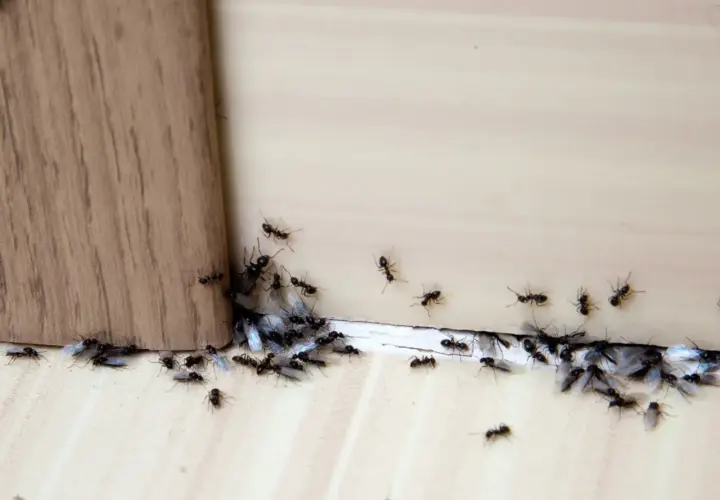 Rój mrówek zbliża się do krawędzi, jakby szukał mąki kukurydzianej na mrówki.