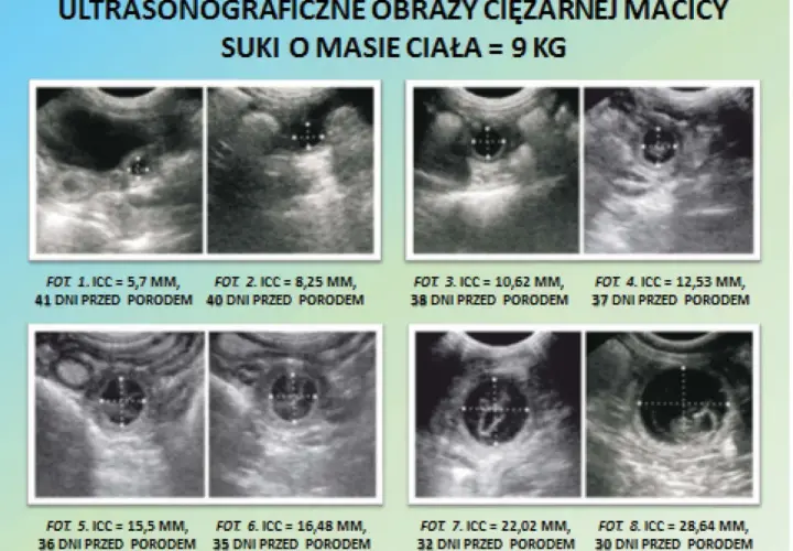 Ultrasonograficzne obrazy ciężarnej macicy suki z pomiarami i datami.