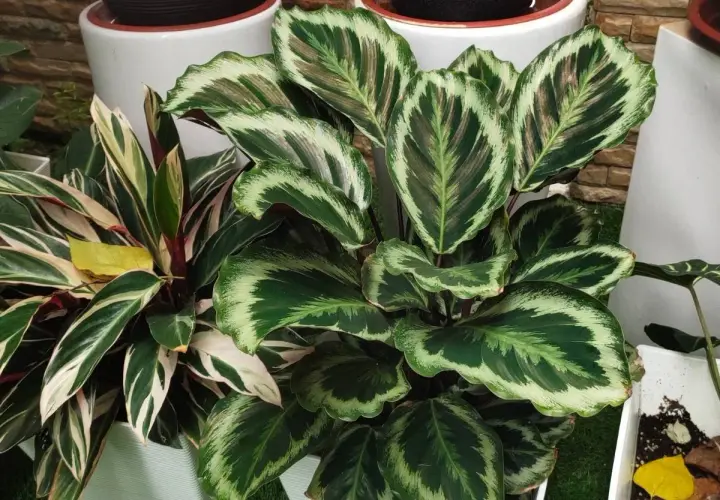 Calathea zachwyca liśćmi. Jak dbać o tę roślinę, by była piękna?
