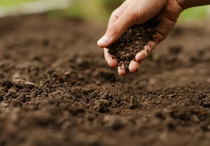 Mano che sparge terra, un gesto per capire come rendere acido il terreno e favorire la crescita di piante specifiche.