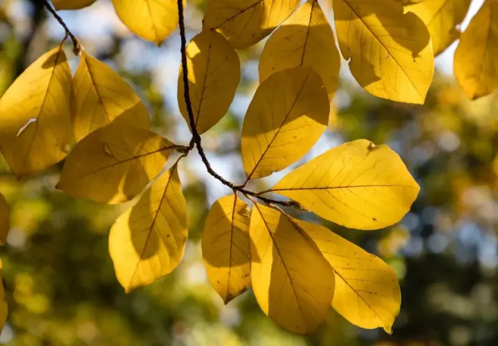 Złote, jesienne magnolia liście na gałęzi, oświetlone słońcem.