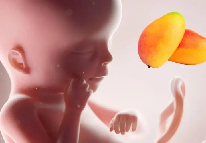 Feto di 19 settimane, circa 4 mesi e mezzo, paragonato a due manghi.