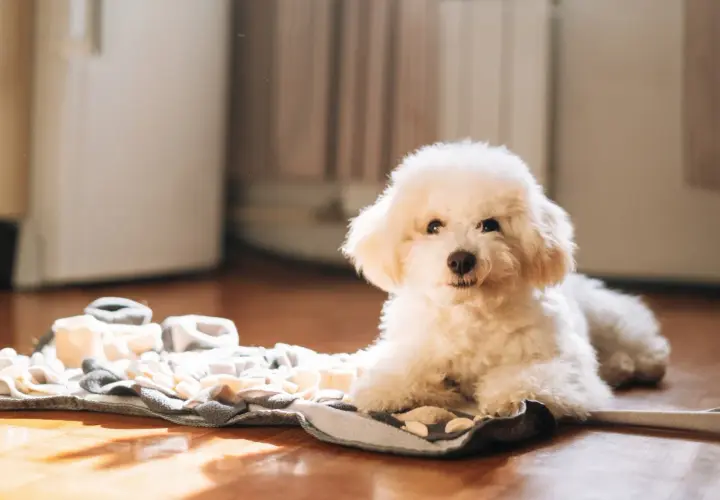 Ein flauschiger weißer Pudel liegt auf einer Schnüffeldecke. Dieser Hund ist ein guter Kandidat, welcher Hund kann lange alleine bleiben, wenn er beschäftigt ist.