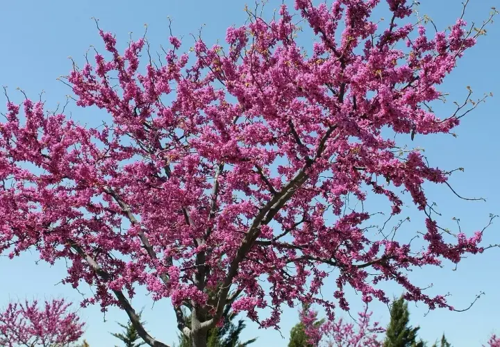 Kwiaty robinia akacjowa różowa pokrywają gałęzie drzewa, tworząc spektakularny widok na tle błękitnego nieba.