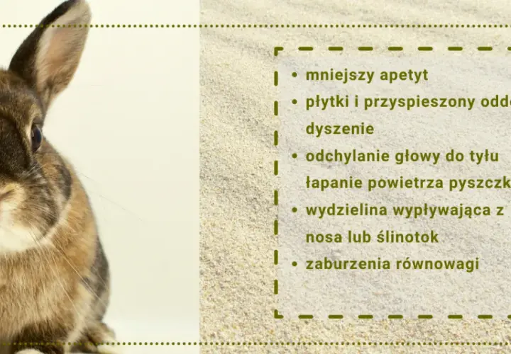 Czy króliki śmierdzą? Nie! 7 sposobów na świeżość w króliczym domu