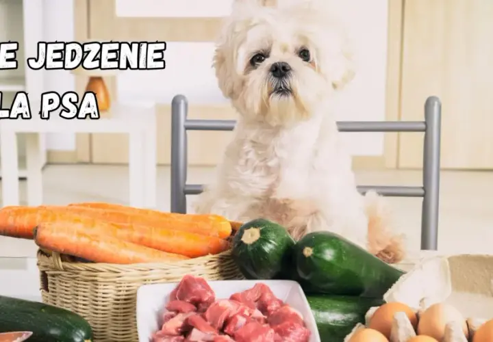Biały piesek czeka na domowe jedzenie dla psa: marchew, cukinia, mięso i jajka.