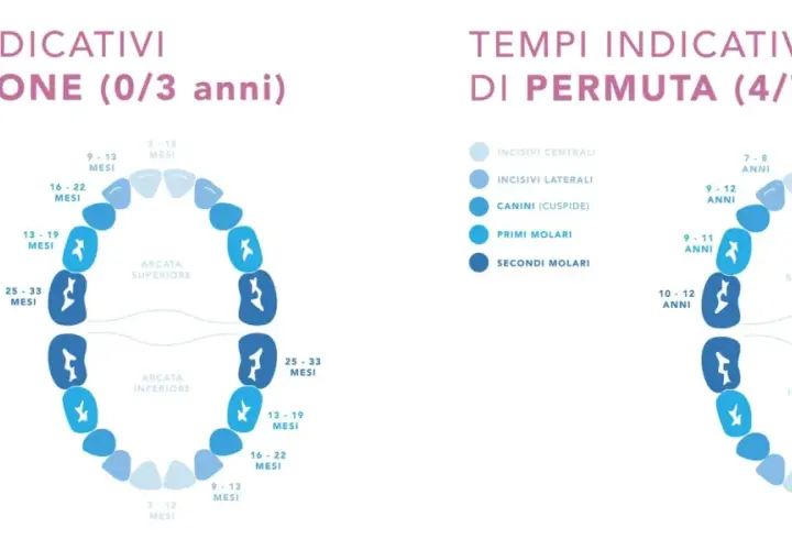 Diagrammi che illustrano i tempi indicativi della dentizione da latte e permanente, mostrando l'eruzione e la permuta dei denti.