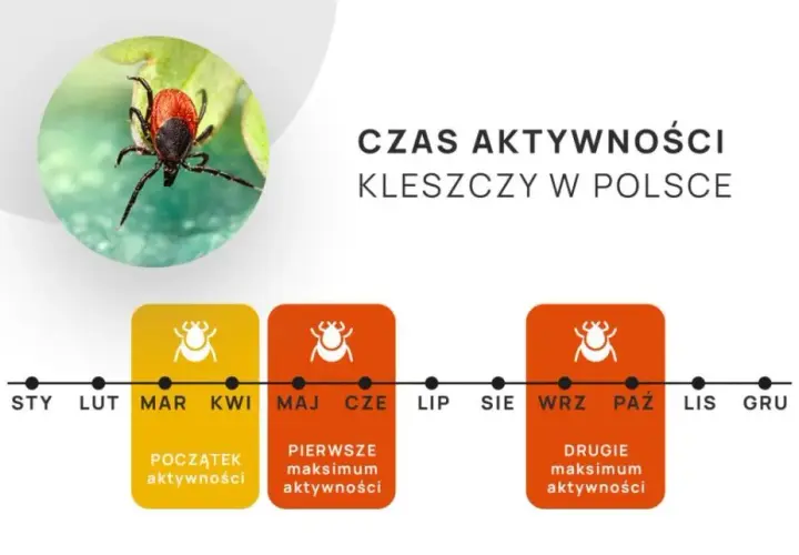 Od kiedy kleszcze? Nowy kalendarz zagrożeń i skuteczna ochrona