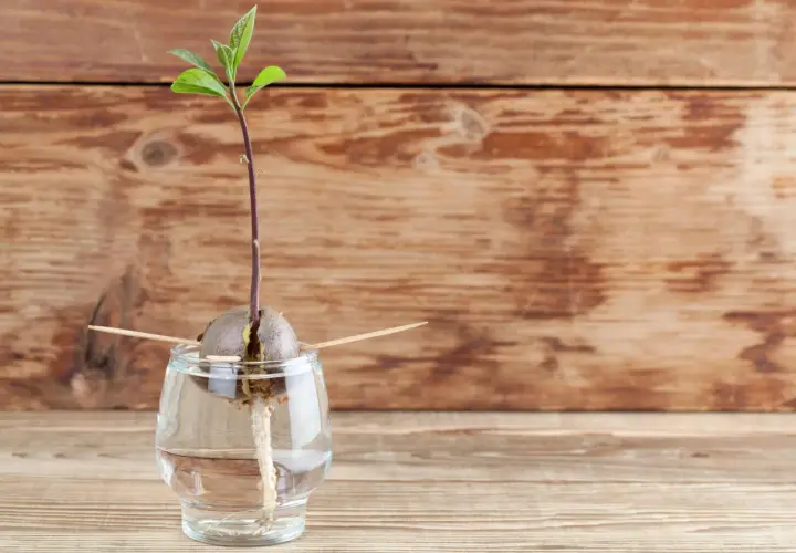 Ein junger Avocado-Keimling mit Wurzeln und ersten Blättern, der im Wasser in einem Glas wächst.